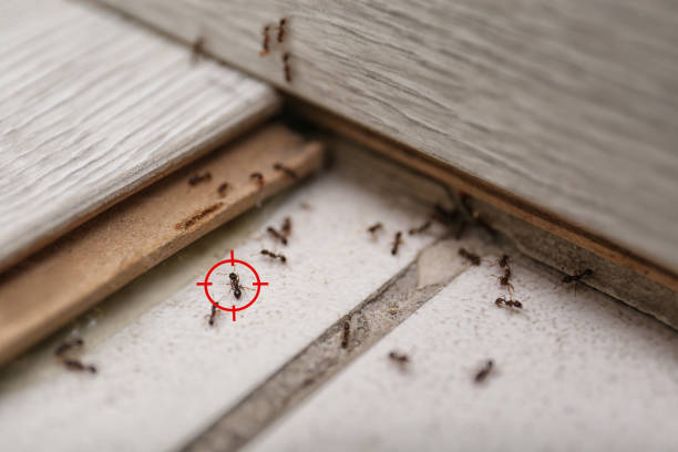 Best Residential Pest Control  in Thornton, IL