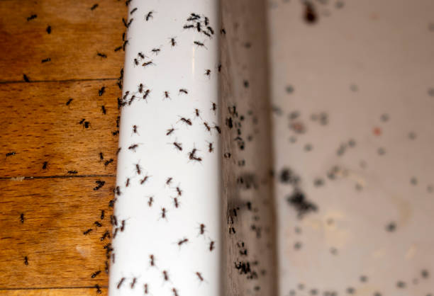 Best Pest Removal Services  in Thornton, IL